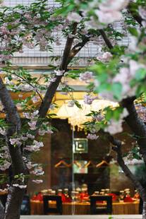 樱花树下的温馨店铺