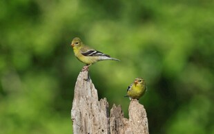 树桩上的两只可爱小鸟