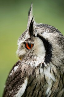 长耳猫头鹰特写