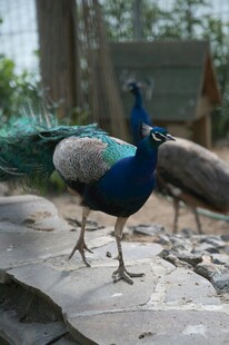 美丽孔雀于户外优雅踱步