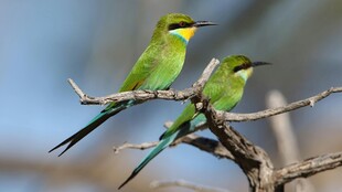 双绿喉蜂虎栖于枝头