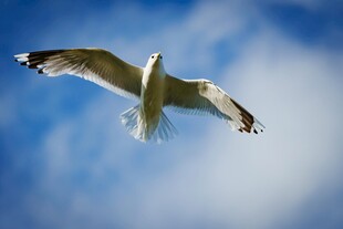 翱翔蓝天的海鸥