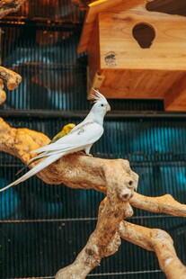 笼中白鸟栖于木枝