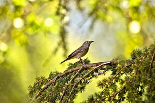 枝头小鸟栖于翠绿枝叶间