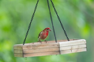 悬挂木台上的艳丽小鸟