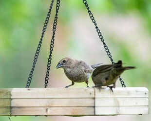 木平台上的两只可爱小鸟