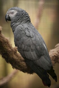 灰鹦鹉栖息于树枝上