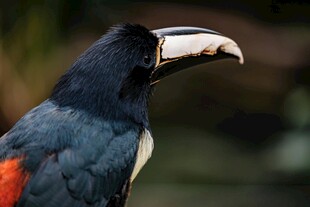 多彩巨嘴鸟特写