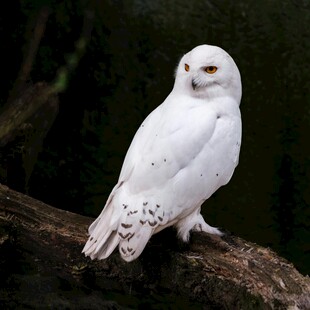 雪白猫头鹰栖息于树枝
