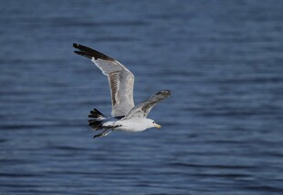 海鸥于海面翱翔