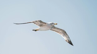 翱翔蓝天的海鸥