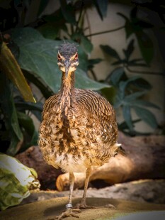 站在地面的漂亮野生雉鸡