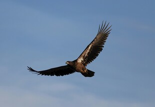 翱翔天际的雄鹰