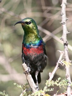 多彩蜂鸟栖息枝头