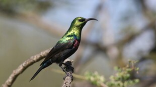 绿羽蜂鸟栖息枝头