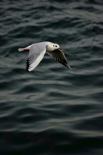 海鸥翱翔于碧波之上