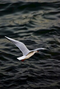 海上飞翔的白色海鸥