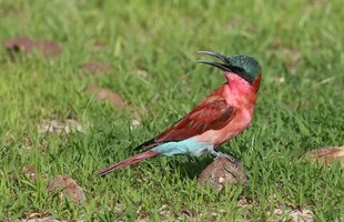 草地上的多彩食蜂鸟