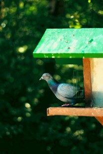 绿顶鸟舍中的灰色鸽子