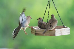 鸟儿聚集在悬挂喂食器上