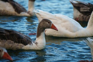 水中游弋的鹅群