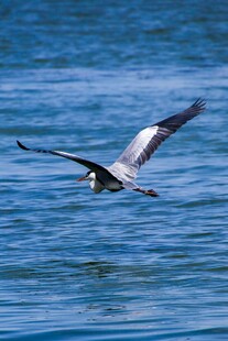 海面上飞翔的灰黑色飞鸟