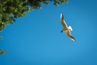蓝天中飞翔的白色海鸥