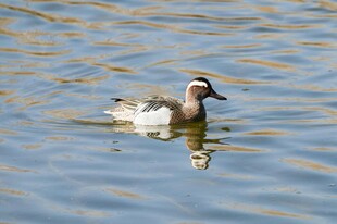 水中 弋的美丽鸭子
