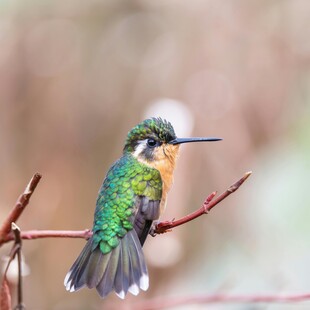翠绿蜂鸟栖息细枝