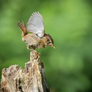 小鸟于树桩旁展翅欲飞