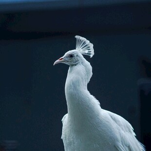 优雅白孔雀特写