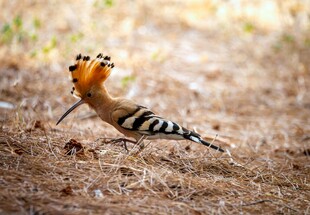 戴胜鸟在地面觅食