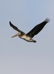 翱翔天际的鹈鹕