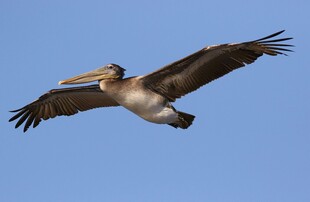 翱翔蓝天的鹈鹕