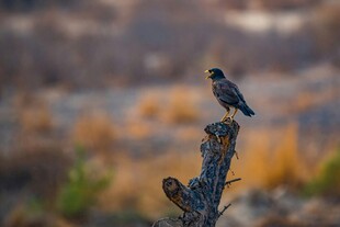 枝头小鸟 自然静谧之景