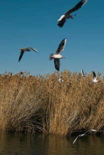芦苇畔飞鸟翔集美景