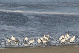 海滩上的白鹭群