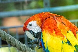 色彩斑斓的鹦鹉栖息于绳上