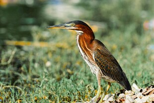 绿鹭站立于草地