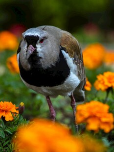 花中站立的美丽小鸟