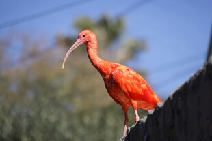 红色长喙鸟立于围栏上