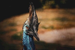 特写 美丽孔雀的头部细节