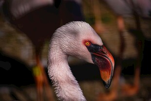 火烈鸟特写