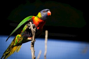 多彩鹦鹉栖息枝头