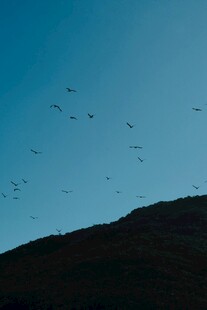 蓝天飞鸟越山丘