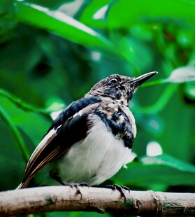 枝头小鸟
