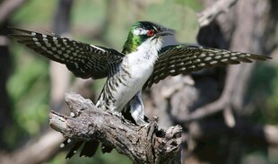 展翅树枝上的多彩小鸟