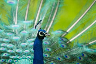 开屏的美丽蓝孔雀