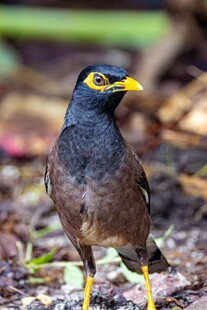 黑黄相间的美丽八哥鸟