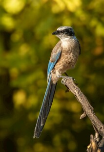 蓝尾鸟栖息于枝头